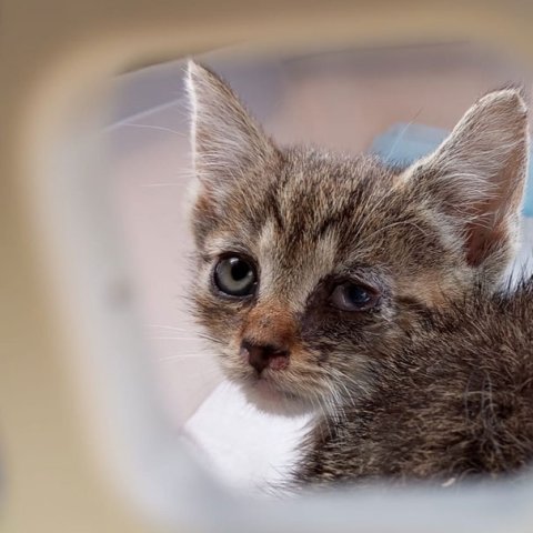 Deutscher Tierschutzbund e.V. 